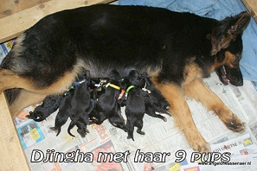 Djingha met haar pups